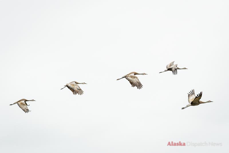 A group of Sandhill Cranes flies in formation above Alaska.