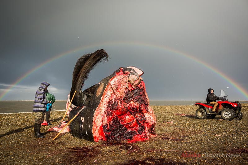 From left, Jonas Mackenzie, Eddie Rexford and Karl Brower prepare to butcher a bowhead whale head on the beach in Kaktovik, Alaska on Sept 6, 2012. The predominantly Iñupiat Eskimo village is allotted 3 whale strikes per year as part of their subsistence harvest.