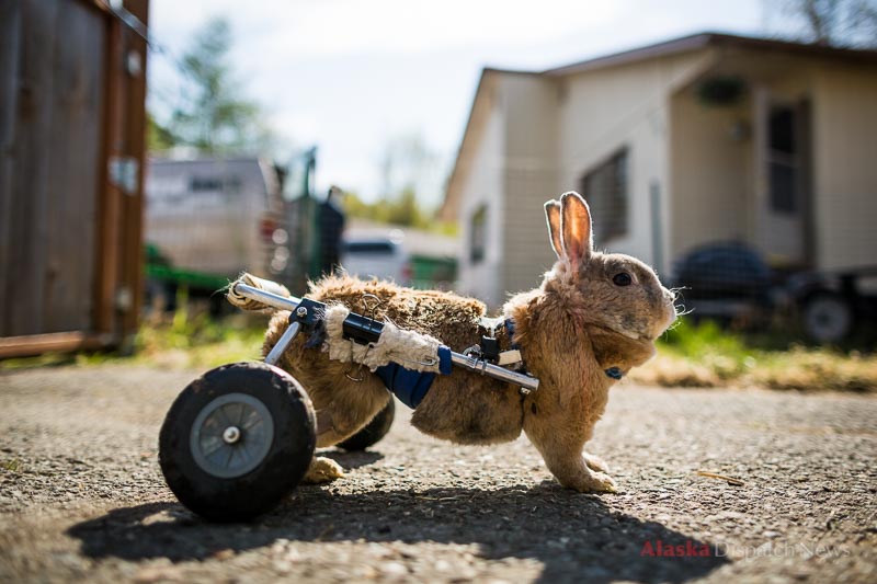 Karan Nixon's disabled rabbit, Tubby, seen here on May 21, 2012, inherited his wheeled cart from George, who was killed by a black bear last year in Nixon's yard. Nixon became famous for chasing after the bear in her slippers.