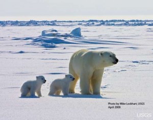 An adult female polar bear and her two cubs travel across the sea ice of the Arctic Ocean north of the Alaska coast (photo by U.S. Geological Survey).