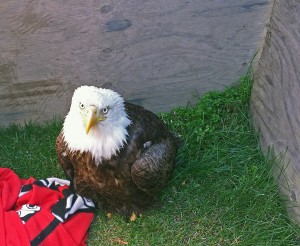 An eagle rescued near Aniak Tuesday and sent to Anchorage. (Photo by Jared Thorson)