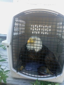 Hoeldt secured Eugene the eagle in a dog kennel.