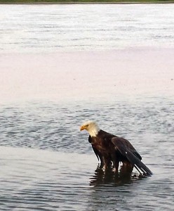 The eagle in the Kuskokwim River. (Photo by Jerod Thorson)