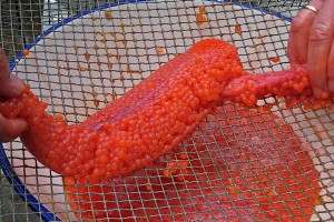 A skein being positioned on the mesh. The skein will be rotated to put the egg membrane on top. (Photo courtesy CaviarMania)