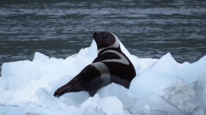 A ribbon seal photographed in Prince William Sound July 9th, 2014. Courtesy of U.S. Fish and Wildlife Service