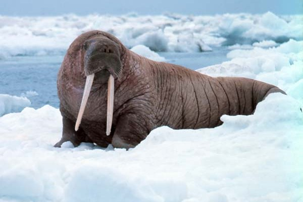 Pacific walrus. (Photo: National Oceanic and Atmospheric Association)