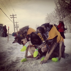 Brent Sass's lead dogs lick the ice from their booties during a quick stop for supplies at Carmacks during the 2014 Yukon Quest. (Credit Emily Schwing / KUAC)
