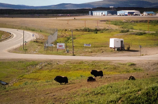 Muskox grazing near the airport in Nome. (Photo by  Matthew Smith, KNOM - Nome)