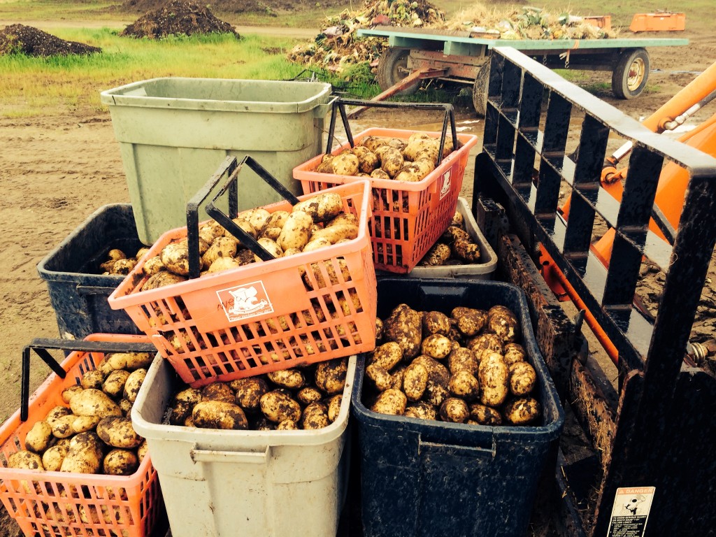 Freshly harvested Potatoes at Meyers Farm in Bethel. Photo by Daysha Eaton/KYUK.