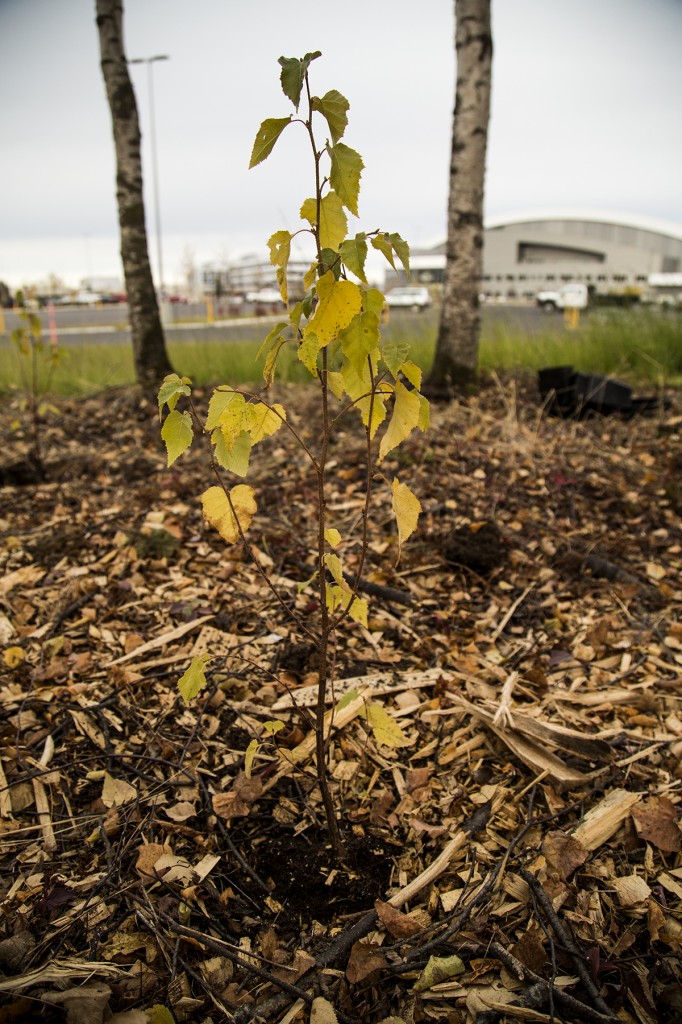 Trees were planted to make up for the trees that were cleared for the construction of UAA's new Alaska Airlines Center. Photo by Ashley Snyder/APRN.
