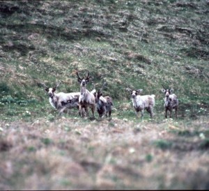 Caribou on Adak in 1985. (Credit: USFWS)