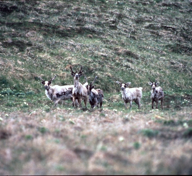 Caribou on Adak in 1985. (Credit: USFWS)