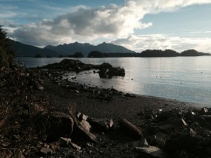 The Sitka Sound Science Center is part of a project called MARINe, which is a consortium of agencies on the West Coast that use the same longterm monitoring methods. Sage Beach is one of Sitka's three MARINe sites. 