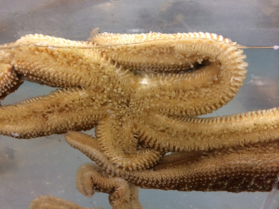 Virus Suspected In Sea Star Wasting Disease Epidemic - Alaska Public Media