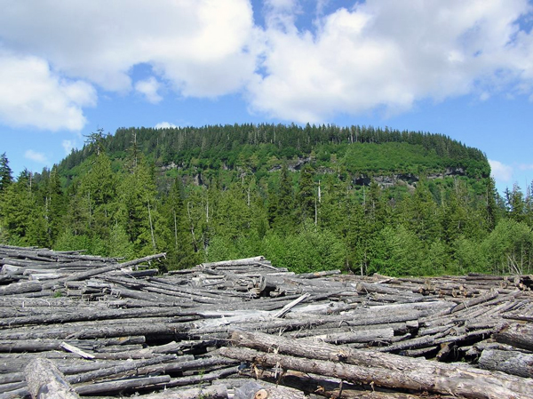 Beached logs pile up in Shoal Cove on Revilla Island in the Tongass National Forest. A new report challenges old-growth logging spending in the forest. (Jim Baichtal/USFS)