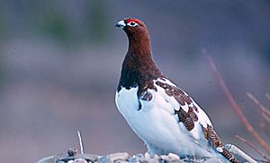 Photo of a willow ptarmigan in transitional plumage. Photo by the Alaska Department of Fish and Game.