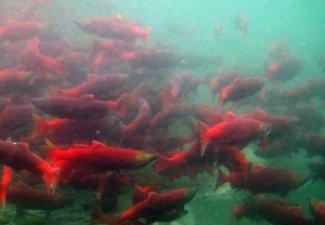 A new report says salmon, including sockeye, shown here, could have habitat disrupted by new rainfall and snow patterns caused by climate change. (Photo courtesy U.S. Fish and Wildlife Service)