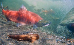 Sockeye salmon. (Alaska Department of Fish and Game photo)