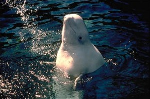 Beluga close-up, photo from NOAA, accessed via Wikimedia Commons.