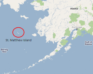 St. Matthew Island sits just north of the 60th Parallel. Like Sitka’s St. Lazaria, St. Matthew is part of the Alaska Maritime National Wildlife Refuge system.