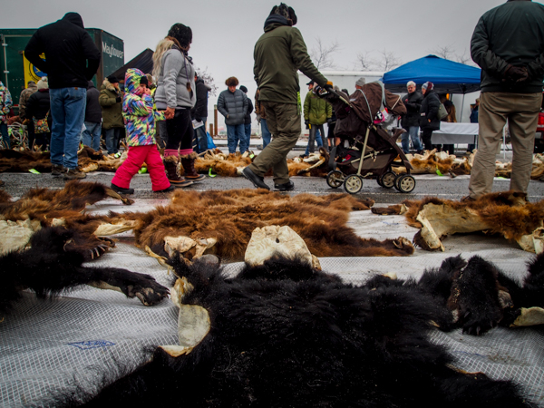 Approximately 50 bear hides were sold, along with pelts from beavers, wolves, dall sheep, and even a musk ox hide from a DLP case in Kotzebue. (Photo: Zachariah Hughes, KSKA)