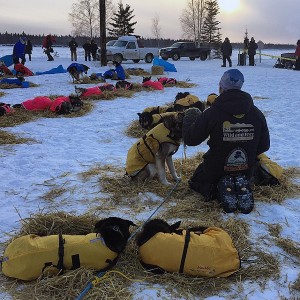Brent Sass takes a moment with his dogs. The Eureka musher was disqualified from the 2015 Iditarod Tuesday night. (Photo by Emily Schwing)