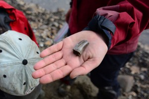 1024px-Carnivorous_dinosaur_tooth_from_the_Colville_River_bluffs._North_Slope,_Alaska
