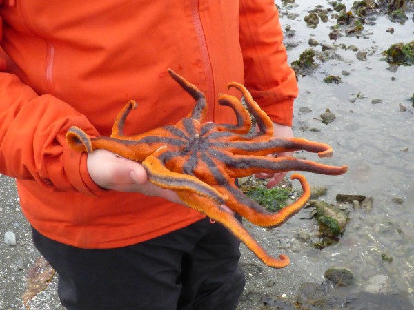 Josh Good holds a healthy solaster, or sun star, on an Unalaska beach. (Annie Ropeik/KUCB)