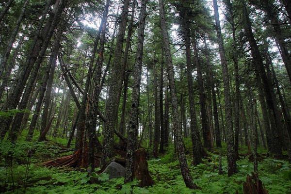 Haines State Forest (Credit: Flickr/~dgies)