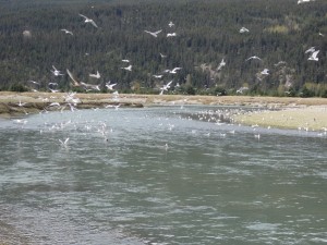 Gulls feeding on hooligan in the Taiya River. (Emily Files)