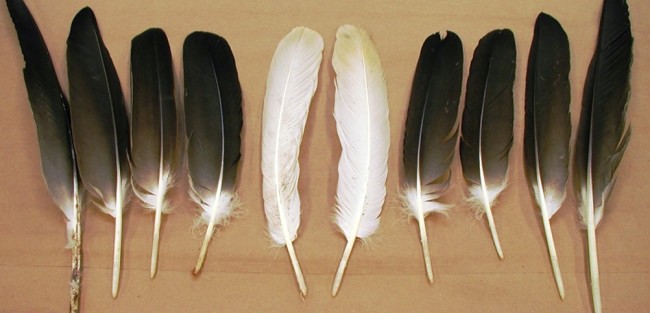 native american eagle feathers