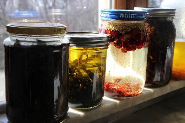 Local plant bits are left to solar infuse in oil for several weeks: (from left) cottonwood blossoms, chythlook (wormwood), rose hips, cottonwood blossoms, carrot. (Photo by Hannah Colton, KDLG – Dillingham)