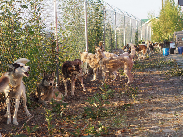 A coordinated emergency plan reassessed just week ago by the Willow Mushers Association helped evacuate hundreds of sled dogs to safety during the rapid spread of the Sockeye fire. (Photo: Zachariah Hughes, KSKA)
