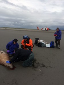 (L-R) Kate Savage (NOAA), Noah Meisenheimer (NOAA), Lt. Matthew Keiper (US Coast Guard), and Sadie Wright (NOAA) collect samples from a dead Steller sea lion near Cordova, Alaska. Credit: NOAA