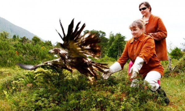 An immature bald eagle is released at Sitka’s Alaska Raptor Center. Feathers shed by healing and resident eagles are sent to a collection center for distribution to Lower-48 tribes. (Photo courtesy of Alaska Raptor Center)
