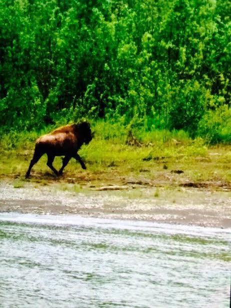 Lone bison spotted between Aniak and Kalskag. (Photo courtesy of Marco Nichelson)