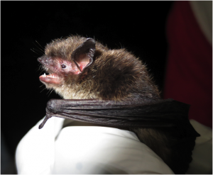 A little brown bat captured in Juneau. (Courtesy ADF&G)