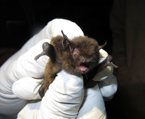 A long-legged bat captured in Haines by ADFG in July of 2014.