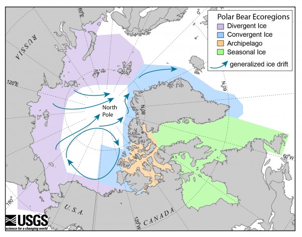 Polar Bear Ecoregions: In the Seasonal Ice Ecoregion (see map), sea ice melts completely in summer and all polar bears must be on land. In the Divergent Ice Ecoregion, sea ice pulls away from the coast in summer, and polar bears must be on land or move with the ice as it recedes north. In the Convergent Ice and Archipelago Ecoregions, sea ice is generally retained during the summer. (Photo by USGS)