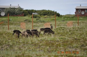 The reindeer grazing in their new home, a football-field-sized pen built in the village. Photo taken July 6. Photo: Native Village of Port Heiden.
