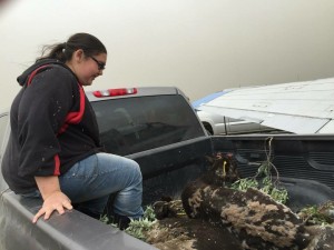 Apprentice Lillionna Kosbruk, 16, sits with a reindeer as it is transported to the pen. Photo taken July 6. Photo: Native Village of Port Heiden.