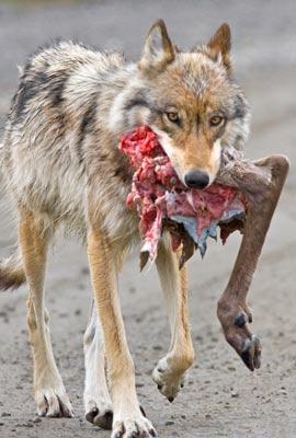 A wolf carrying a caribou leg. (File photo: NPS)