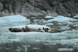 Harbor seals rest on ice near South Sawyer Glacier in 2007. New federal guidelines suggest, but don’t require, vessels to stay about 500 yards away from the marine mammals to lessen disturbances. (Photo courtesy NOAA’s Alaska Fisheries Science Center)