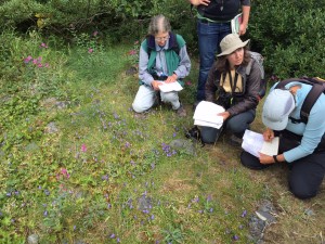 Students in the Wildflowers of the Chugach class examine a field of flowers. Hillman/KSKA
