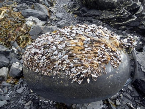This undated photo provided by the Alaska Department of Environmental Conservation, shows pelagic gooseneck barnacles (Lepas anatifera) established on a buoy off the Gulf of Alaska. The barnacles are native, open-ocean barnacles; the most common and abundant organism observed on marine debris. A massive cleanup effort is getting underway in Alaska, with tons of marine debris, some likely sent to sea by the 2011 tsunami in Japan, set to be airlifted from rocky beaches and taken by barge for recycling and disposal in the Pacific Northwest. (Alaska Department of Environmental Conservation via AP) 