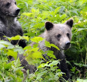 rown bear cubs near Haines photographed in 2010. (RayMorris1/Flickr Creative Commons)