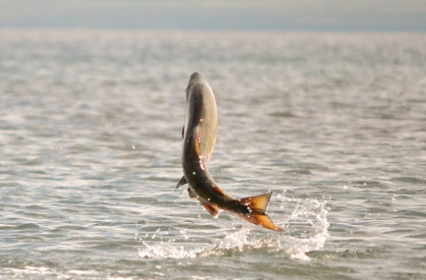 Chum salmon leaping near Cold Bay, AK. Photo: K. Mueller, U.S. Fish and Wildlife Service on August 28, 2011.