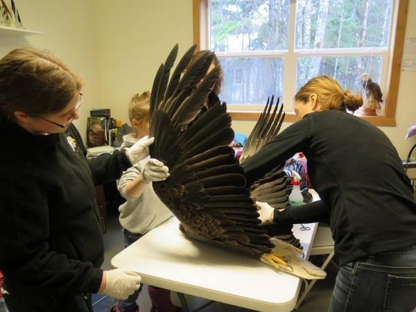 Eagle Foundation staff and visiting vet Michelle Oakley examine an injured eagle. (Courtesy American Bald Eagle Foundation)