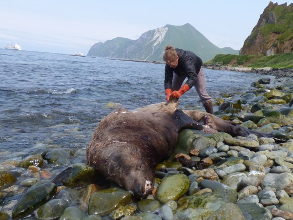Melissa Good with UAF Alaska Sea Grant collects a sample from a Steller's sea lion carcass by Unalaska's Summer Bay. KUCB/John Ryan phot