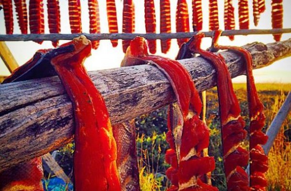 Salmon drying on a fish rack. Photo: KNOM file.